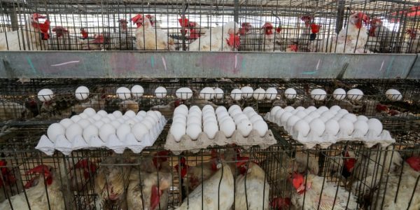 לול תרנגולים. צילום אילוסטרציה: עבד רחים חטיב/פלאש 90