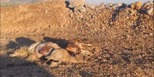 הפרות שנפגעו מירי חיזבאללה. צילום: קק"ל