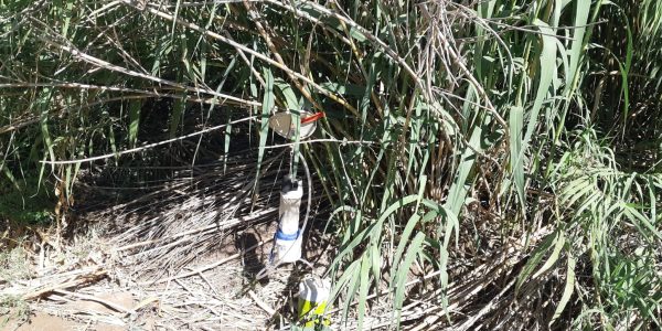 מלכודת יתושים צילום: איתי לחמי, רשות הטבע והגנים