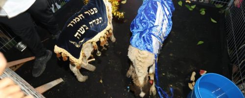 פטר חמור ברכיה. צילום יעקב כהן (28)
