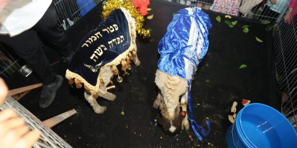 פטר חמור ברכיה. צילום יעקב כהן (28)