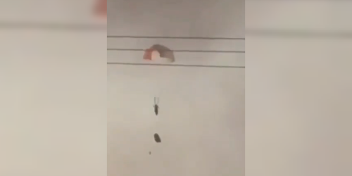 צילום מסך 2026-03-02 082305