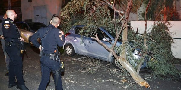 קריסת-עץ-בחיפה-צילום-שמואל-שנקר-5