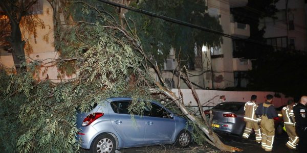 קריסת-עץ-בחיפה-צילום-שמואל-שנקר-6
