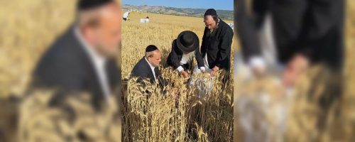 רבי נתן קופשיץ בקצירת חיטים. באדיבות המצלם (14)
