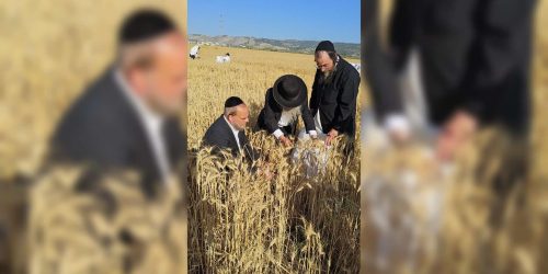 רבי נתן קופשיץ בקצירת חיטים. באדיבות המצלם (14)