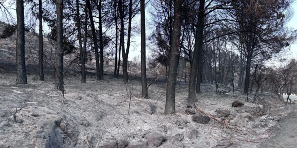 פארק קנדה אחרי שעלה בלהבות. צילום: קק"ל